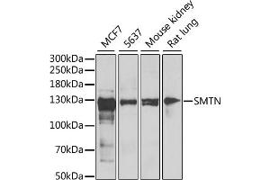 Western blot analysis of extracts of various cell lines, using SMTN antibody (ABIN6128764, ABIN6148154, ABIN6148155 and ABIN6222474) at 1:1000 dilution. (Smoothelin anticorps  (AA 65-325))