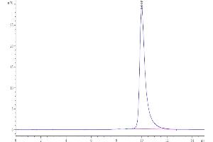 The purity of Human/Cynomolgus/Rhesus macaque ROR1 (165-305, Frizzled Domain) is greater than 95 % as determined by SEC-HPLC.