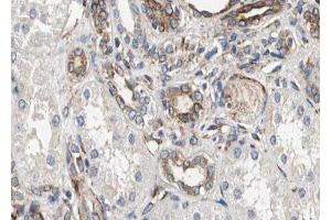ABIN6278432 at 1/100 staining Human kidney tissue by IHC-P. (Cathepsin H anticorps  (Internal Region))