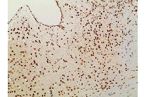 ABIN6277691 at 1/100 staining mouse brain tissue sections by IHC-P. (Ephrin B2 anticorps  (C-Term))