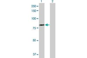 Western Blot analysis of LIMK2 expression in transfected 293T cell line by LIMK2 MaxPab polyclonal antibody. (LIMK2 anticorps  (AA 1-686))