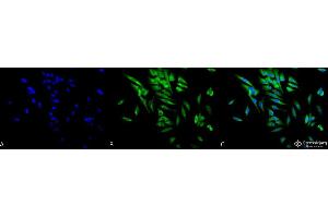 Immunocytochemistry/Immunofluorescence analysis using Mouse Anti-Hsp90 alpha/beta Monoclonal Antibody, Clone K41220A . (HSP90 alpha/beta anticorps  (AA 291-304) (Atto 488))