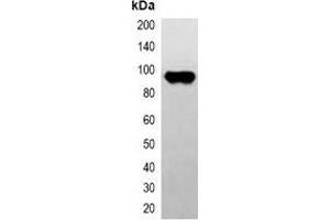 Western blot analysis of over-expressed CBP-tagged protein in 293T cell lysate. (CBP Tag anticorps)