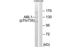 Western blot analysis of extracts from COS7 cells treated with EGF 200ng/ml 30', using ABL1 (Phospho-Thr735) Antibody. (ABL1 anticorps  (pThr735))