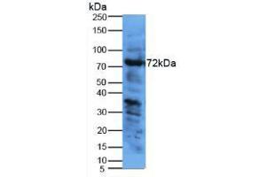 Figure. (KNG1 anticorps  (AA 22-379))