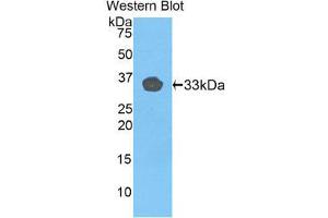 Western Blotting (WB) image for anti-Toll-Like Receptor 1 (TLR1) (AA 114-339) antibody (ABIN1175315) (TLR1 anticorps  (AA 114-339))