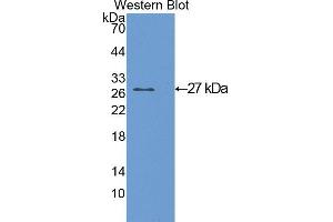 Western Blotting (WB) image for anti-Glutathione S-Transferase alpha 1 (GSTA1) (AA 2-223) antibody (ABIN1078073) (GSTA1 anticorps  (AA 2-223))