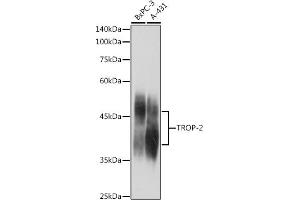 Western blot analysis of extracts of various cell lines, using TROP-2 antibody (ABIN7271104) at 1:1000 dilution. (TACSTD2 anticorps  (AA 27-270))