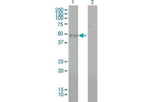 Western Blot analysis of BMP7 expression in transfected 293T cell line by BMP7 monoclonal antibody (M01), clone M1-F8.