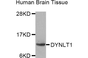 Western Blotting (WB) image for anti-Dynein, Light Chain, Tctex-Type 1 (DYNLT1) antibody (ABIN1872391) (DYNLT1 anticorps)