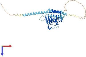 AlphaFold protein structure predicition of Human Recombinant TBCC Protein, UniprotID Q15814