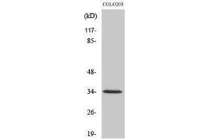 Western Blotting (WB) image for anti-Olfactory Receptor, Family 5, Subfamily P, Member 3 (OR5P3) (Internal Region) antibody (ABIN3186168) (OR5P3 anticorps  (Internal Region))