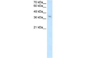 WB Suggested Anti-MICA Antibody Titration:  2. (MICA anticorps  (Middle Region))
