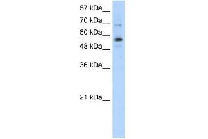 ZNF71 antibody used at 1. (ZNF71 anticorps  (N-Term))