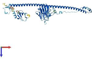 AlphaFold protein structure predicition of Human Recombinant TRIM62 Protein, UniprotID Q9BVG3