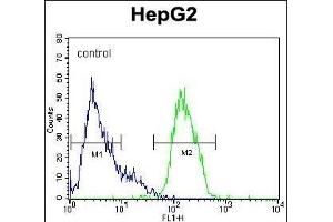 PK1 Antibody (Center) (ABIN391367 and ABIN2841384) flow cytometric analysis of HepG2 cells (right histogram) compared to a negative control cell (left histogram). (ERK2 anticorps  (AA 154-183))