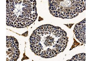 DHX32 Antibody at 1/100 staining mouse testis tissue by IHC-P. (DHX32 anticorps)