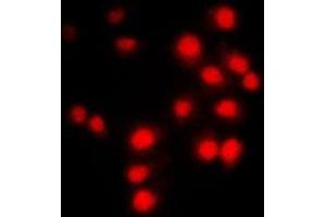 Immunofluorescent analysis of Cyclin A1/2 staining in NIH3T3 cells. (Cyclin-A1-2 anticorps  (Center))