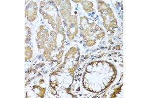 Immunohistochemistry of paraffin-embedded human stomach using NRG4 antibody. (Neuregulin 4 anticorps)
