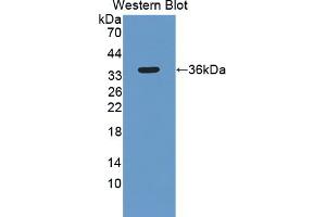 Western blot analysis of recombinant Human SIRT4. (SIRT4 anticorps  (AA 28-314))