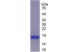 SDS-PAGE of Protein Standard from the Kit (Highly purified E.