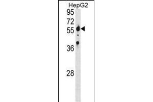 SPTLC2 Antibody (Center) (ABIN1881828 and ABIN2839091) western blot analysis in HepG2 cell line lysates (35 μg/lane). (SPTLC2 anticorps  (AA 372-401))