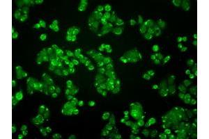 Immunofluorescent staining of HT29 cells using anti-ALDH2 mouse monoclonal antibody (ABIN2452752). (ALDH2 anticorps)