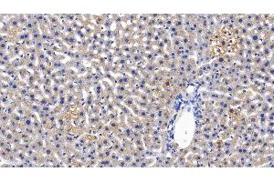 Detection of MBL in Mouse Liver Tissue using Polyclonal Antibody to Mannose Binding Lectin (MBL)