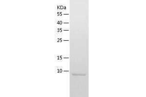 Western Blotting (WB) image for Ubiquitin-Like 3 (UBL3) (AA 1-114) protein (His-IF2DI Tag) (ABIN7125637)