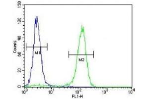 Cyclin C antibody flow cytometric analysis of HeLa cells (right histogram) compared to a negative control (left histogram).