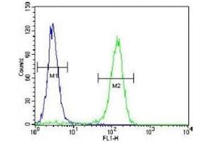 Cyclin C antibody flow cytometric analysis of HeLa cells (right histogram) compared to a negative control (left histogram). (Cyclin C anticorps  (AA 1-30))