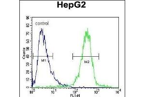 IGF2BP2 Antibody (C-term) (ABIN654086 and ABIN2843974) flow cytometric analysis of HepG2 cells (right histogram) compared to a negative control cell (left histogram). (IGF2BP2 anticorps  (C-Term))