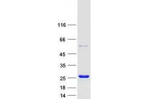 Validation with Western Blot