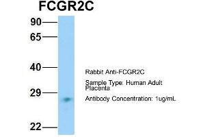 Host: Rabbit Target Name: FCGR2C Sample Type: Human Adult Placenta Antibody Dilution: 1. (FCGR2C anticorps  (N-Term))