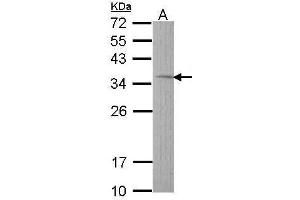 WB Image Sample (30 ug of whole cell lysate) A: Hep G2 , 12% SDS PAGE antibody diluted at 1:1000
