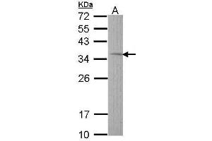 WB Image Sample (30 ug of whole cell lysate) A: Hep G2 , 12% SDS PAGE antibody diluted at 1:1000 (TST anticorps)