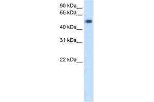 Western Blotting (WB) image for anti-Torsin Family 3, Member A (TOR3A) antibody (ABIN2460658)