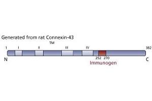 Image no. 3 for anti-Gap Junction Protein, alpha 1, 43kDa (GJA1) (AA 252-270) antibody (ABIN967718) (Connexin 43/GJA1 anticorps  (AA 252-270))