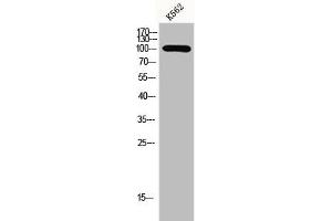 Western Blot analysis of K562 cells using GCP3 Polyclonal Antibody