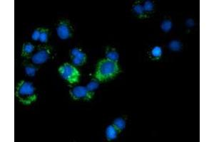 Anti-CALCOCO2 mouse monoclonal antibody (ABIN2453949) immunofluorescent staining of COS7 cells transiently transfected by pCMV6-ENTRY CALCOCO2 (RC203843). (CALCOCO2 anticorps)