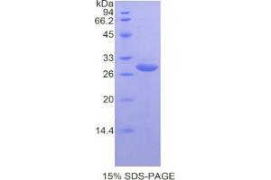 SDS-PAGE analysis of Mouse DAF Protein.