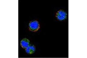 Confocal immunofluorescent analysis of KLRC1 / CD159a Antibody (N-term) Cat. (KLRC1 anticorps  (N-Term))