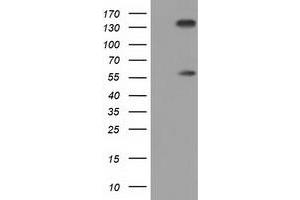 Western Blotting (WB) image for anti-Butyrophilin, Subfamily 1, Member A1 (BTN1A1) antibody (ABIN1496989) (BTN1A1 anticorps)
