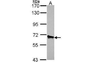 WB Image Sample (30 ug of whole cell lysate) A: A549 7.