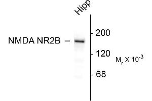 Western blots of 10 ug of rat hippocampal (Hipp) lysate showing specific immunolabeling of the ~180k NR2B subunit of the NMDA receptor. (GRIN2B anticorps  (C-Term))