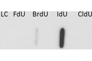 Western Blot of Anti-IdU Antibody. (IdU anticorps)