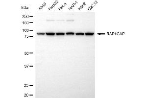 anti-RAP1 GTPase Activating Protein (RAP1GAP) antibody
