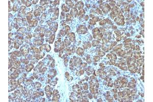 Formalin-fixed, paraffin-embedded human Pancreas stained with Mitochondria Monoclonal Antibody (MTC719). (Mitochondrial Marker anticorps)