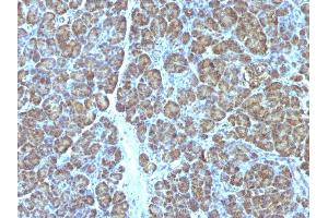 Formalin-fixed, paraffin-embedded human Pancreas stained with Mitochondria Monoclonal Antibody (MTC719). (Mitochondrial Marker anticorps)