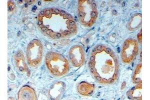 ABIN2563716 (4µg/ml) staining of paraffin embedded Human Kidney. (LRP6 anticorps  (Internal Region))